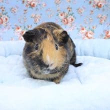 野菜大好き!! モルモットの男のコ 2020.7/9撮影