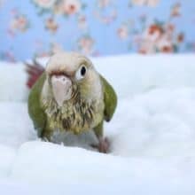 馴れてます！ウロコメキシコインコちゃん 2020.7/16撮影