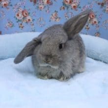 丸顔！！ ロップイヤーラビット“チェスナットカラー”  2020.7/4入舎