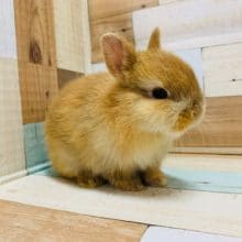 とっても小さなドワーフラビットが来ました！