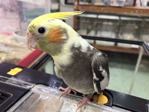 オカメインコ パイド♪