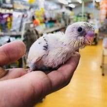 綺麗だ！！　セキセインコ　4色ハルクイーン　ヒナ