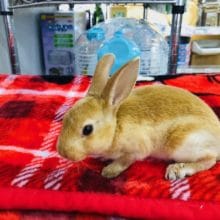 人気のミニレッキスの女の子が入舎したぜ！！