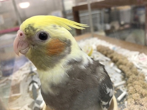 オカメインコ