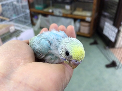 セキセイインコ　レインボー　ヒナが来ました！