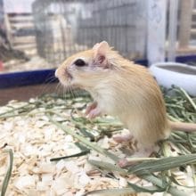 カラージャービル　男の子　