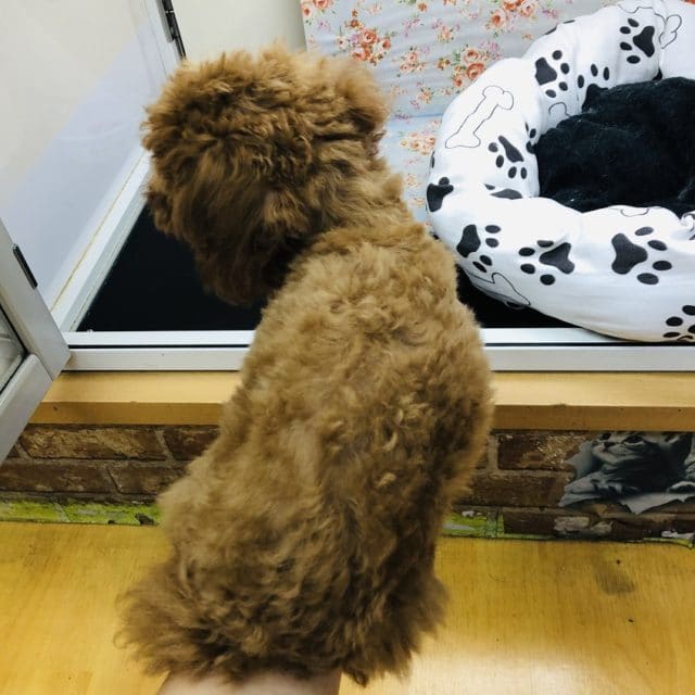 芸の練習中♪トイプードルくんの最新動画更新! トイプードル