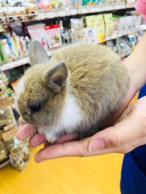 手のひらの癒し ネザーランドドワーフいます 東京からもほど近い 千葉県 神奈川県 埼玉県でネザーランドドワーフ を販売するペットショップ