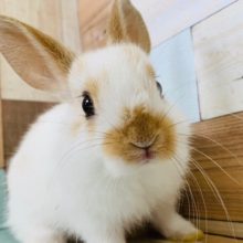 兄弟ミニウサギが入舎です♪