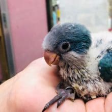 超久しぶりオキナインコブルー　ヒナ　入舎だ！！