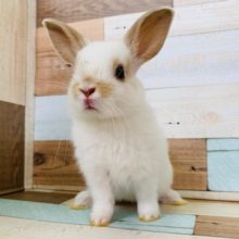 兄弟ミニウサギ！マイペースなコ♪