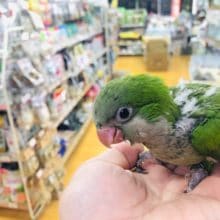 人気のオキナインコ　ノーマル　ヒナ　入舎したよ！