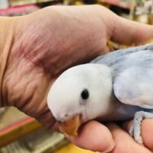 激レアカラー　コザクラインコ　ブルーチェリーパイドオパーリン　ヒナ