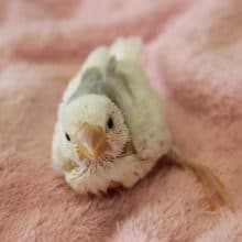 ８月上旬生　とってもキレイな白文鳥さん