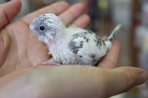 ヒナヒナ♪セキセイインコ　ハルクインちゃん　！！