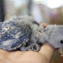 バイオレットのコザクラさんはいかがでしょう？