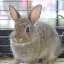 チェスナットちゃん（´ｖ｀＊）