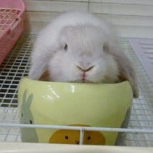 ホーランドロップイヤーラビット女の子２０２０年７月生まれ　　