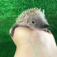 守りたくなるお顔のヒメハリテンレック〜♡