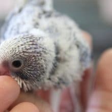 手乗り　セキセイインコ　オパーリンちゃん♪