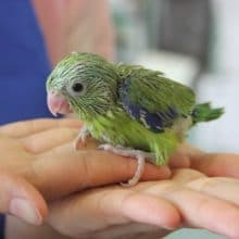 ノーマル　マメルリハちゃん♪