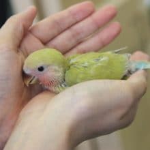 ７月生　シナモン　コザクラインコちゃん♪