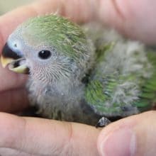 変わらぬ愛を・・・コザクラインコちゃん♪