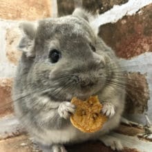 本物のトトロですか？チンチラのヴァイオレットちゃん〜♡