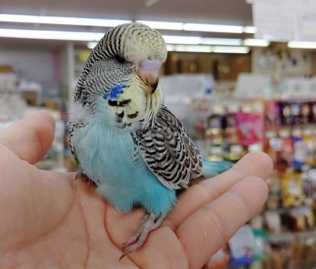 大人気 ジャンボセキセイインコ 年08月12日 東京からもほど近い 千葉県 神奈川県 埼玉県でジャンボセキセイインコ を販売するペットショップ