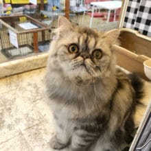 超ホヤホヤ最新画像♪ぶちゃかわ♡エキゾチックちゃん！