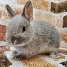 ぷりぷりネザーランドドワーフ☆