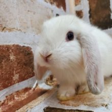 まんまる～ロップイヤー♪