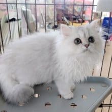 お出迎えケージデビューしました！チンチラ 女の子♪