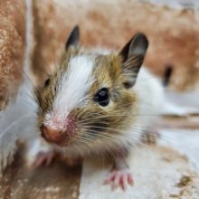 激かわなお顔♪パイドデグーちゃん☆