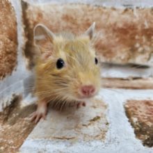 綺麗な色！サンドデグー