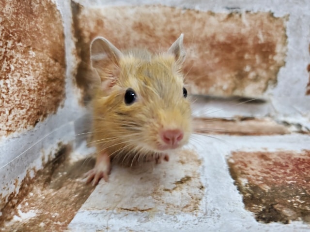 綺麗な色！サンドデグー