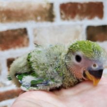 ７月産まれコザクラインコノーマルカラー☆