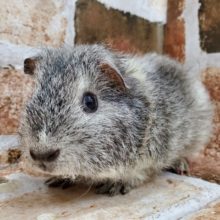 独特カラー！テディモルモット☆