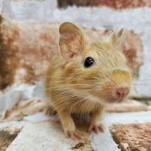 濃いめ！サンドデグー☆