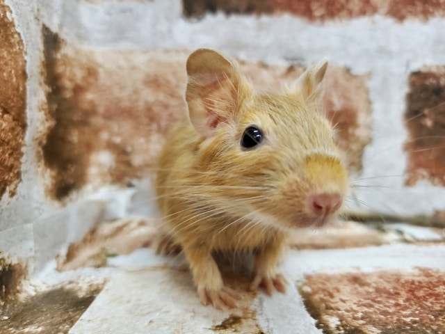 濃いめ！サンドデグー☆