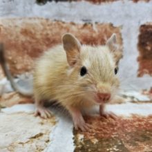 薄め！サンドデグー☆