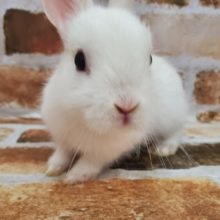 白雪姫のようなドワーフラビット♪