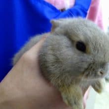 ドワーフラビットさんが来ました