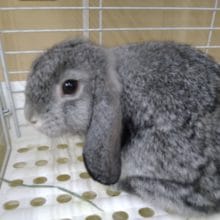 ロップイヤーラビット来ました