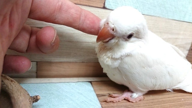 オキナインコ