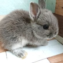 牧草は固めが好きっ☆　ドワーフラビット（ブルーマーチン）です！