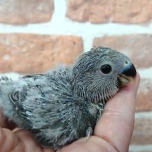 カラーと性格と。。落ち着きのあるコです！コザクラインコ（モーブ）～