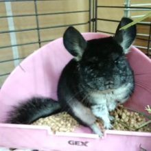 用心深いが、打ち解けたらベッタリさん？！　チンチラ（ノーマル）～～