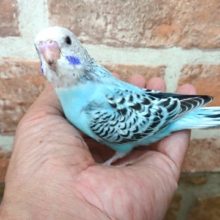 むっちりとしっかり体型で魅了～セキセイインコ（オパーリン）