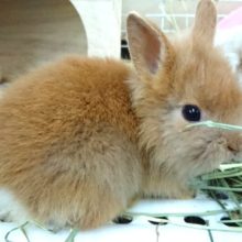 久々にやってきました！ライオンラビット～～